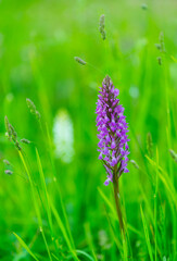ORCHIDACEAE - ORQUIDEAS, Springtime, Liendo, Cantabria, Spain, Europe
