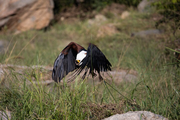 a Fish eagle in flight
