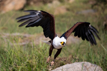 a Fish eagle in flight