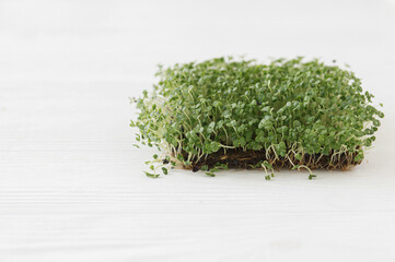 Growing microgreens at home. Fresh basil sprouts on linen mat on white wood, copy space. Sprouter