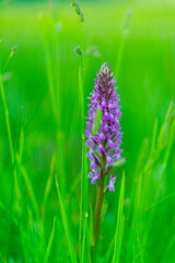 ORCHIDACEAE - ORQUIDEAS, Springtime, Liendo, Cantabria, Spain, Europe