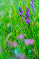ORCHIDACEAE - ORQUIDEAS, Springtime, Liendo, Cantabria, Spain, Europe
