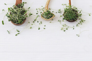 Spoons with fresh microgreens sprouts on white wood. Arugula, basil , flax, watercress sprouts