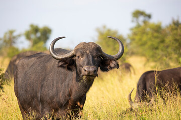 intense stare from an African buffalo cow