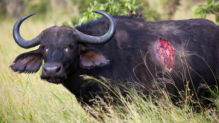 Cape buffalo with a bloody wound on her side