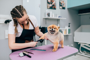 Female groomer brushing Pomeranian dog at grooming salon.