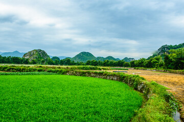 rice field in the summer