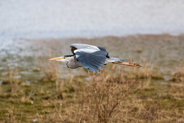 Grey heron in flight, flying right to left