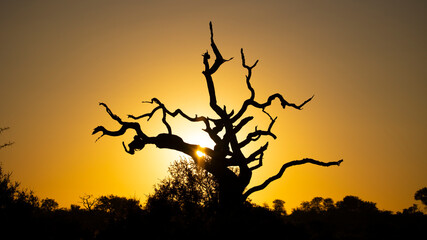 sunrise in the african bushveld