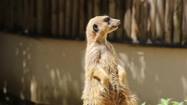 suricate faisant le gu&eacute;s dans un enclos