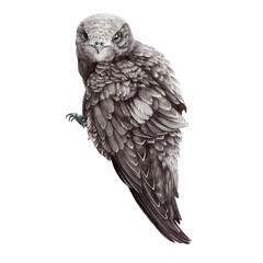 Fototapeta premium Common swift realistic illustration. Hand drawn watercolor wild bird. Sitting small swift. Swallow bird wildlife avian. Isolated on white background