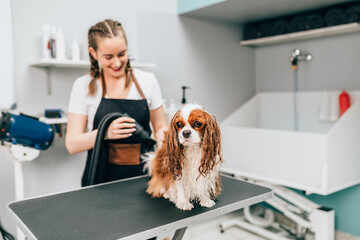 Cavalier King Charles Spaniel on the table for grooming in the beauty salon for dogs. Female groomer drying dog's fur with a professional hair dryer.