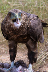 Juvenile bateleur feeding on a hare