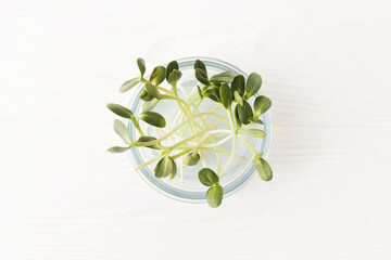 Glass jar with fresh sunflowers sprouts on white wood, top view. Sunflower microgreens, cut stems