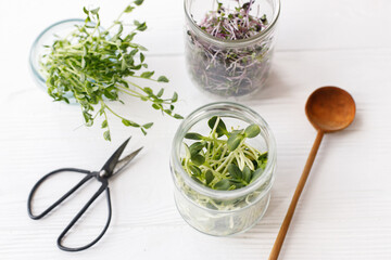 Fresh sunflower, red cabbage, red radish, peas sprouts in glass jars on white wood. Microgreens