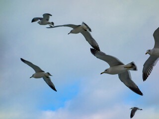 Seagulls are flying freely in the cloudy sky.