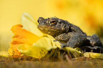 the frog up close, the frog came out in spring 