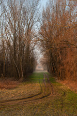 Woodland path with little deer in the middle