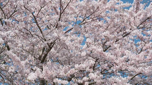 Cherry blossoms blooming in spring