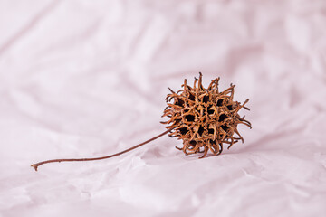 Sycamore seeds prickly on a paper pink background. Close-up photo.