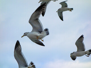 Seagulls are flying freely in the cloudy sky.
