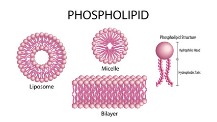 Phospholipid - Membrane Cell - Main Structure Form