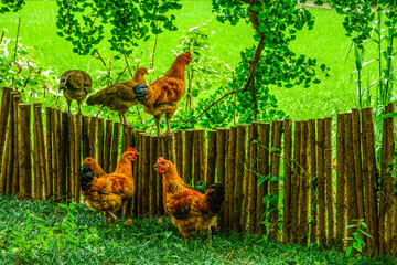 chickens in the garden