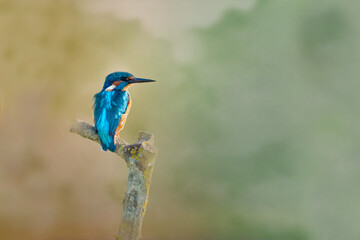 A Kingfisher perched on a branch edited in a fine art style with a textured green and orange background. Taken at WWT Arundel Centre, Arundel, Sussex.