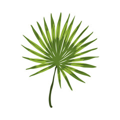 Naklejka na ściany i meble leaf palm exotic
