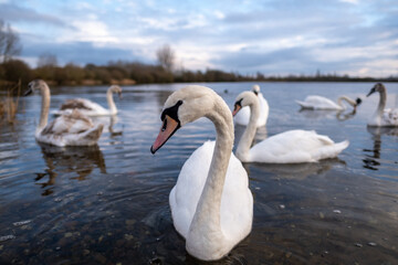 A group of swans on a lake on a sunny day, with a swan large in the foreground