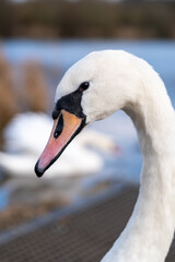 A close up of a single white swan with a bright orange beak.