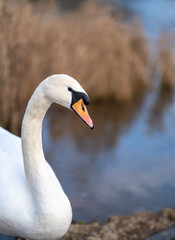 A close up of a single white swan with a bright orange beak.