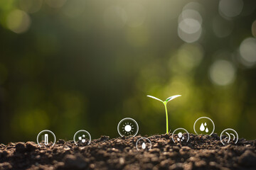 Seedlings are growing from fertile soil, environmental concepts.
