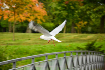 Weiße Möwe fliegt durch einen Park