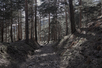 walking inside the mountains with trees