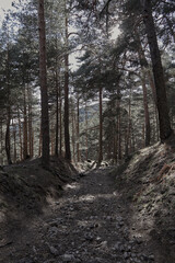 walking inside the mountains with trees