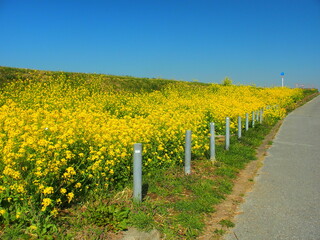 満開の菜の花咲く春の江戸川左岸のサイクリング道路風景