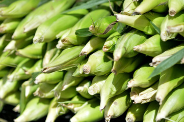 close up view of corncobs at market