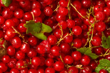 Red ripe currants with green petals