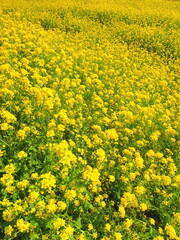 江戸川土手に咲く満開の菜の花