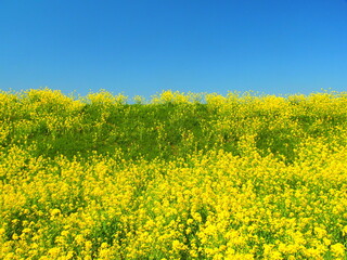 Obraz premium 江戸川土手に咲く満開の菜の花と若草と青空風景 千葉県