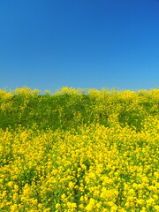 Obraz premium 江戸川土手に咲く満開の菜の花と若草と青空風景