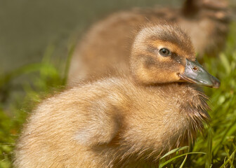 Baby mallard duck