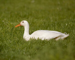 White Indian runner duck in the grass