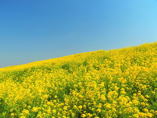 Fototapeta premium 江戸川土手に咲く満開の菜の花と青空風景