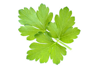 Single green leaf of parsley isolated on white background 