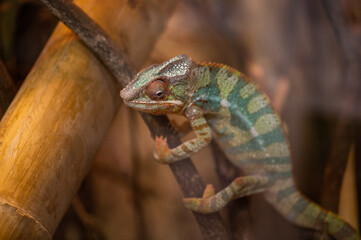 Chamäleon, Zoo, Tier, Ast