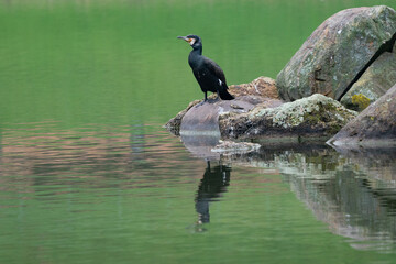 Cormoran