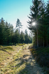 Mit Gras und Moos bedeckter Wanderweg im Nationalpark Spessart mit Gegenlicht der Sonne, Deutschland