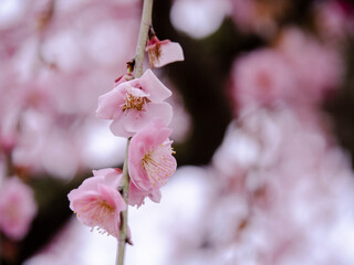 【三重】鈴鹿の森庭園のしだれ梅の風景